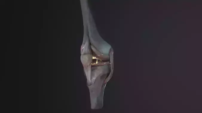 Low poly knee joint model