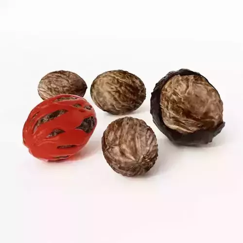 Nutmeg Five Sizes 3D model
