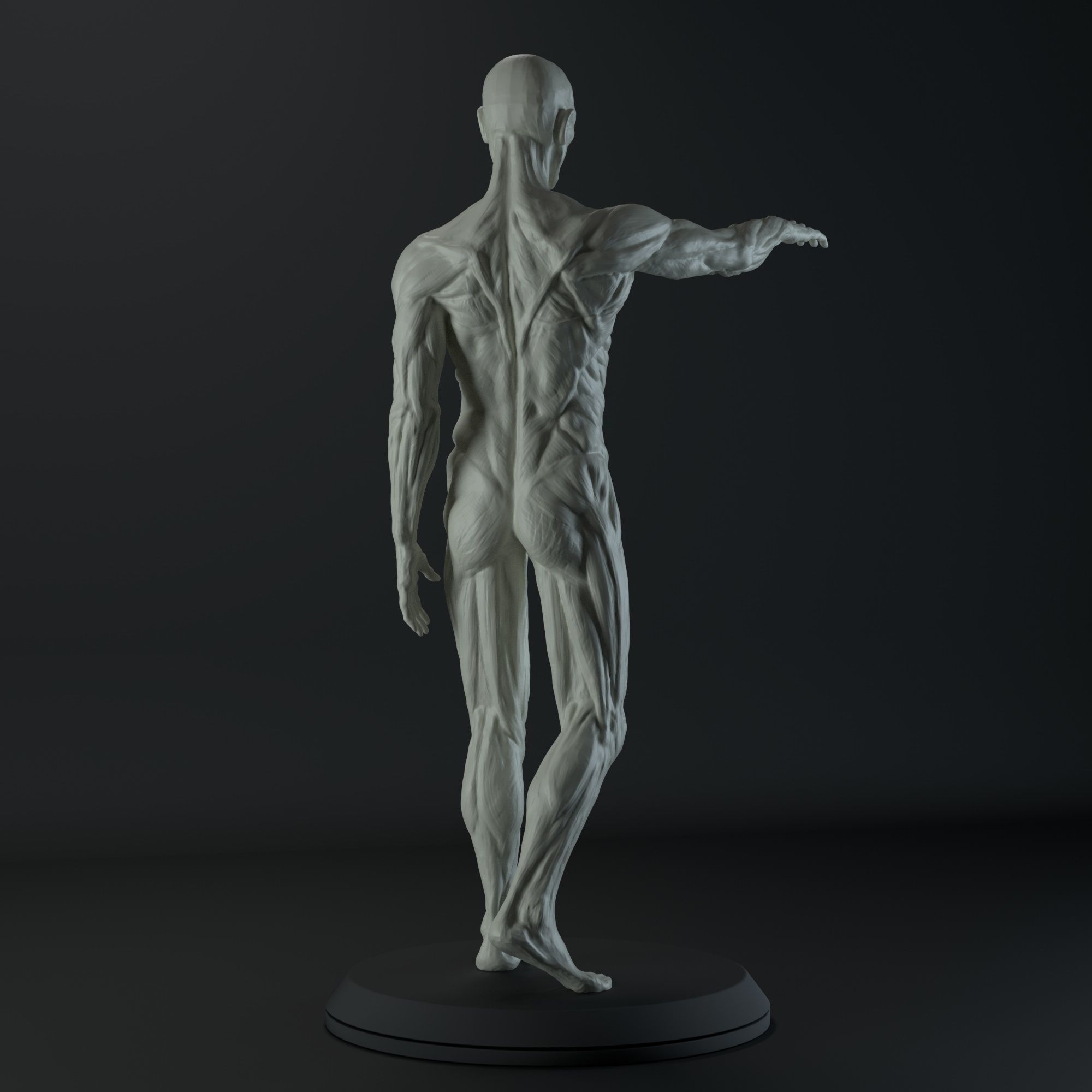 3D Male body anatomy Free 3D model_1