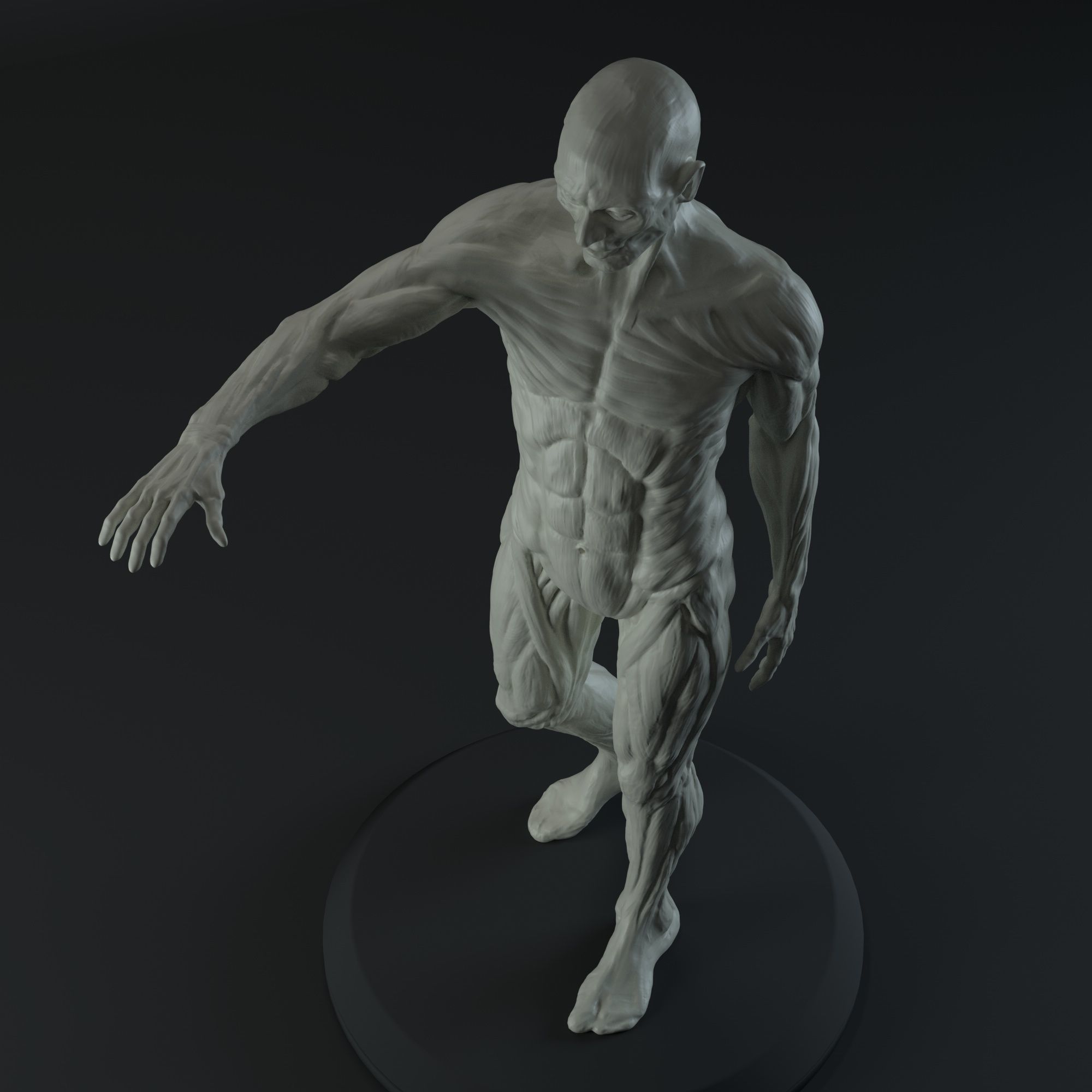 3D Male body anatomy Free 3D model_6