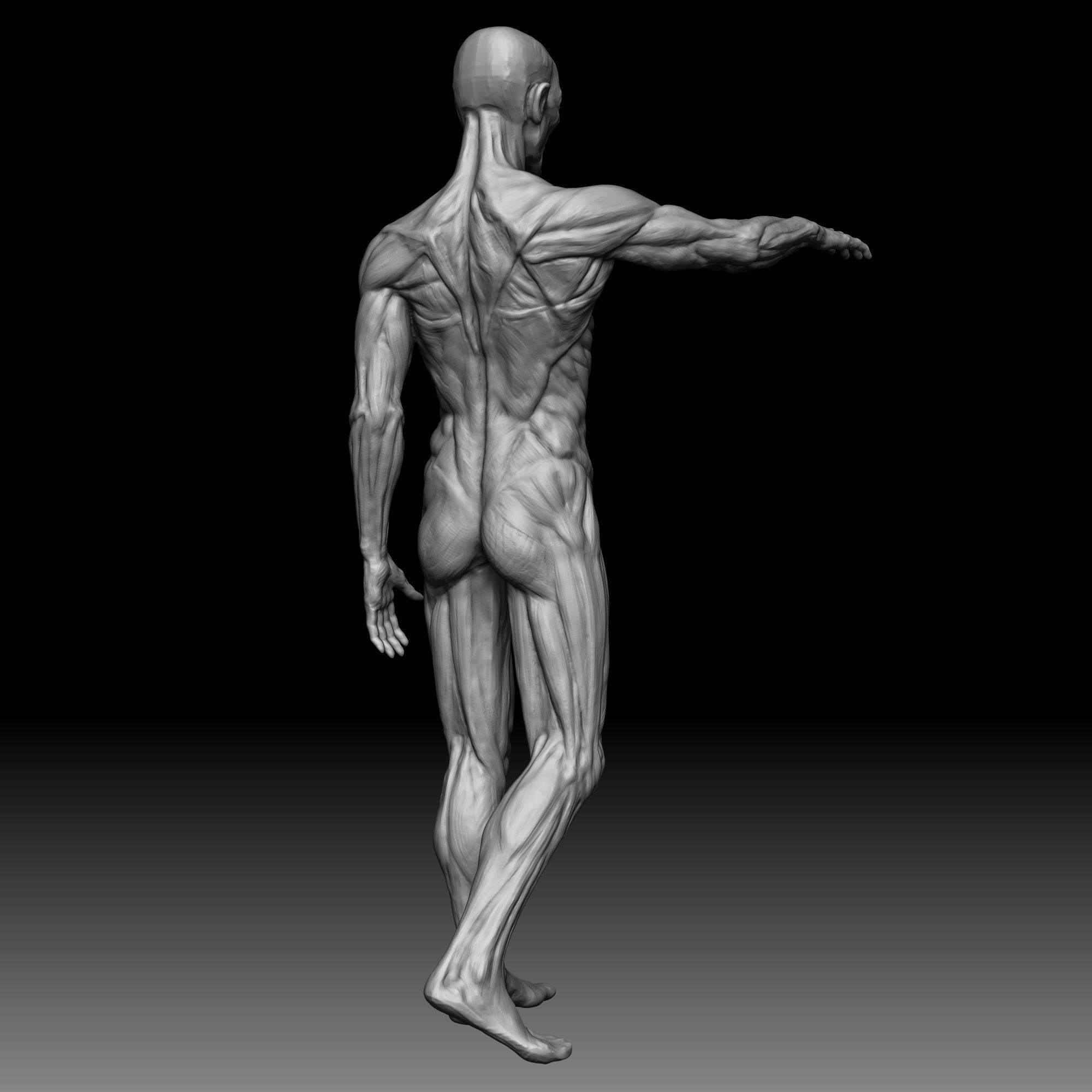 3D Male body anatomy Free 3D model_8
