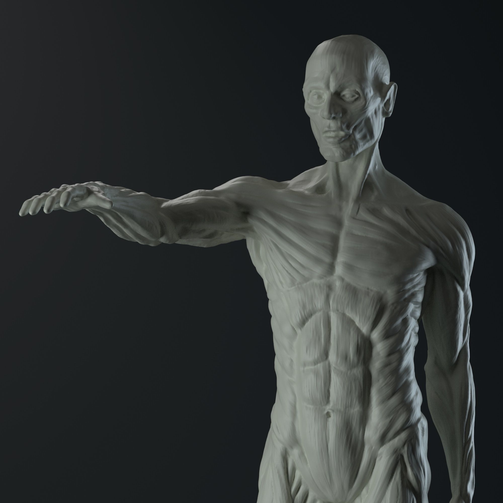 3D Male body anatomy Free 3D model_3