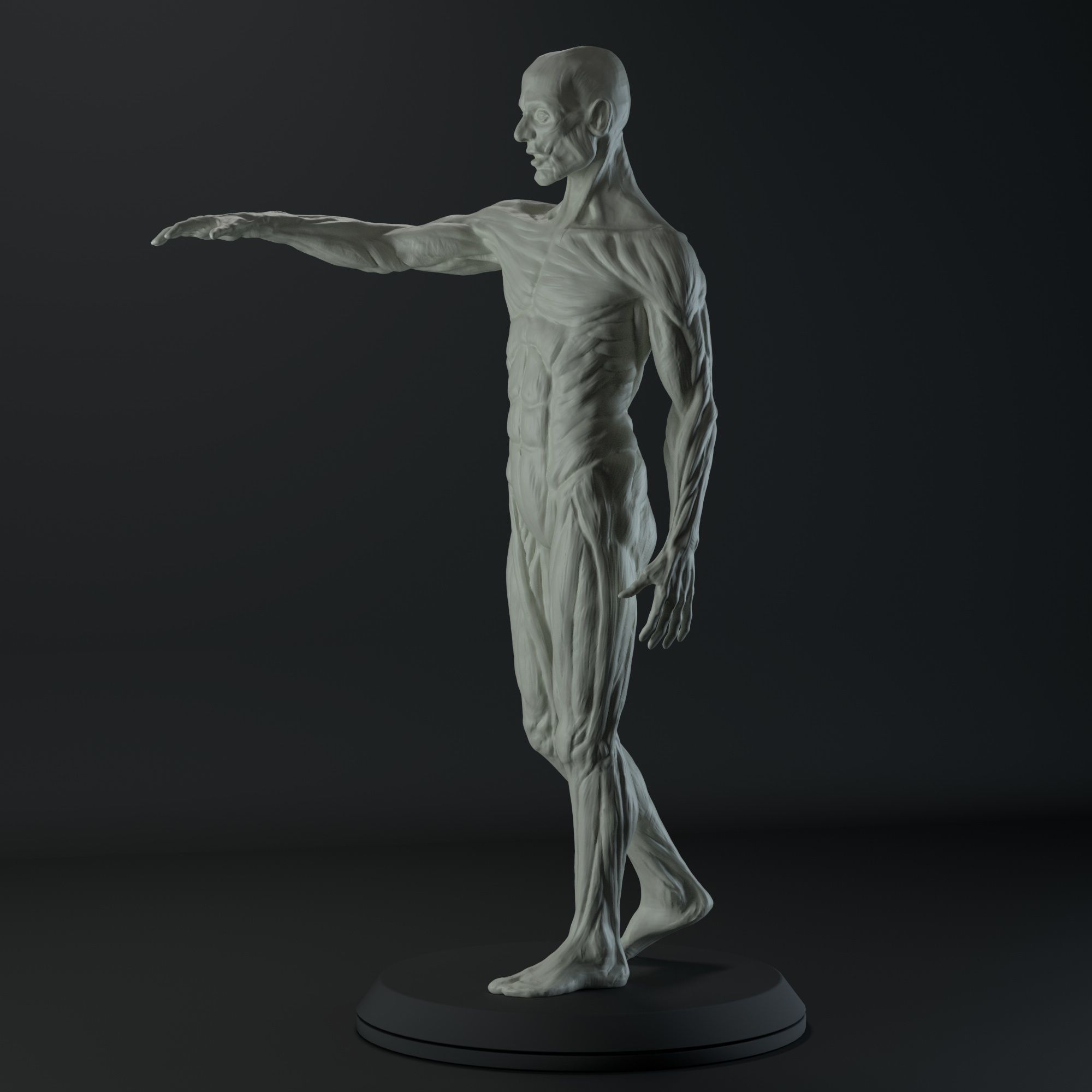 3D Male body anatomy Free 3D model_2
