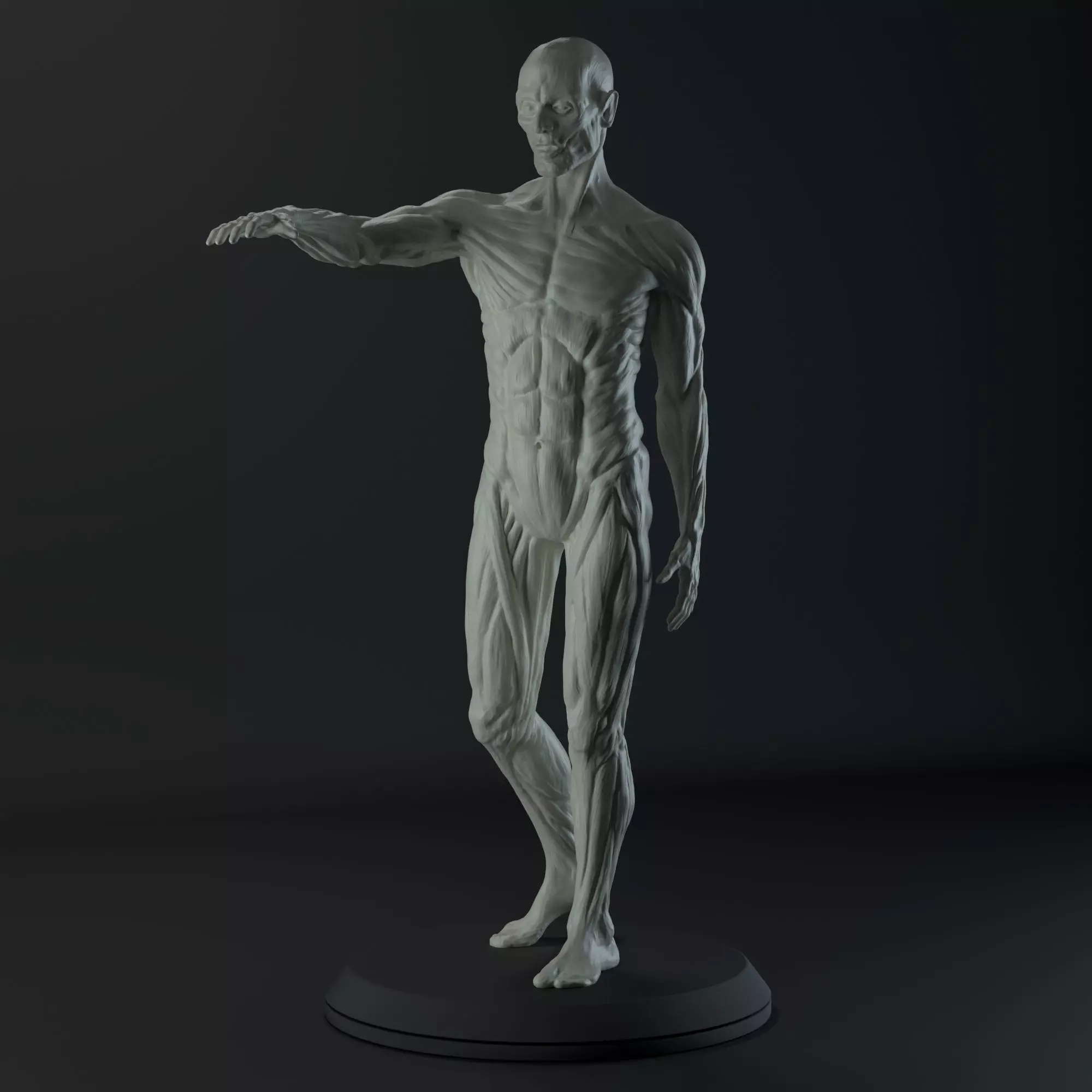 3D Male body anatomy Free 3D model_0