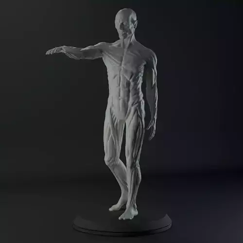 3D Male body anatomy Free 3D model