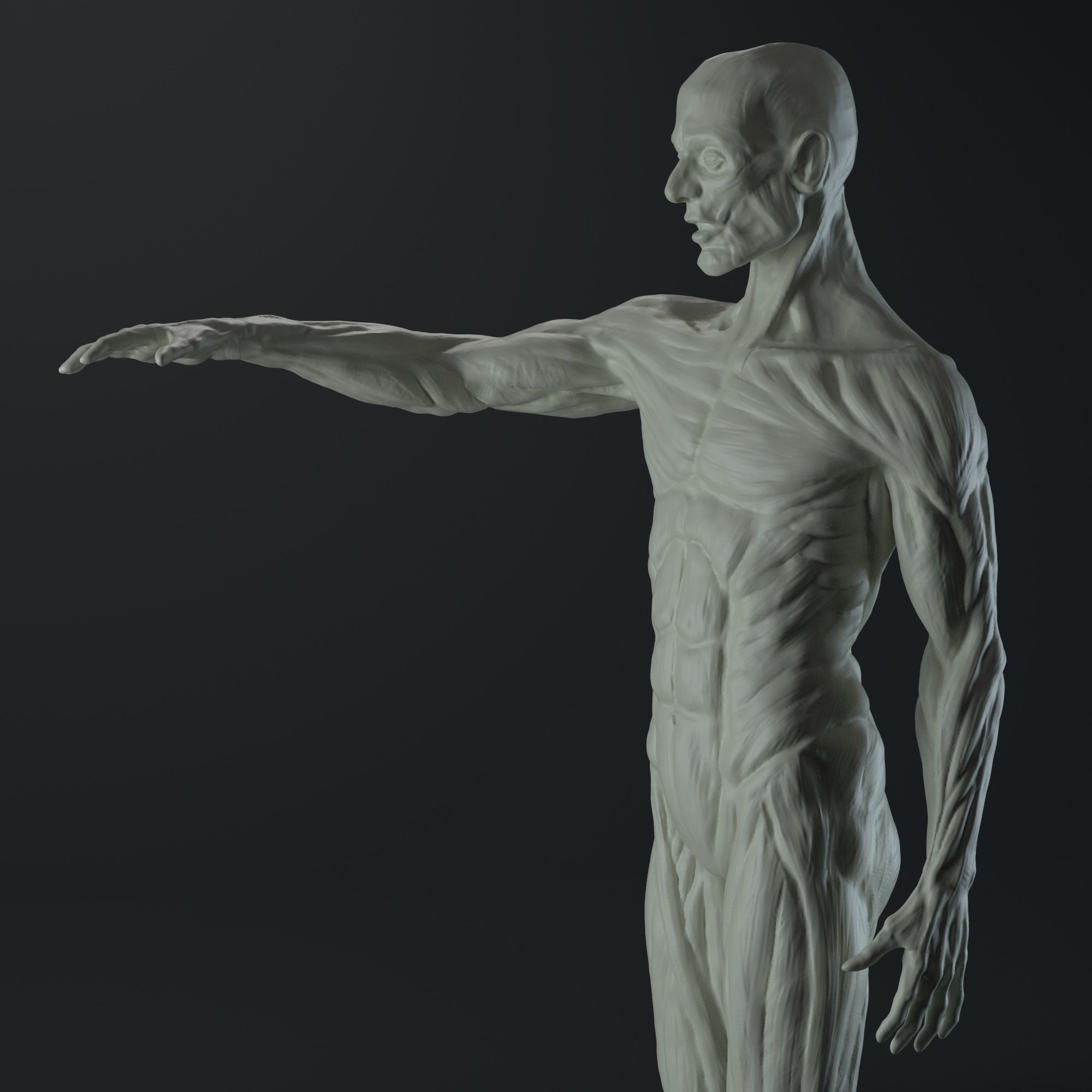 3D Male body anatomy Free 3D model_4