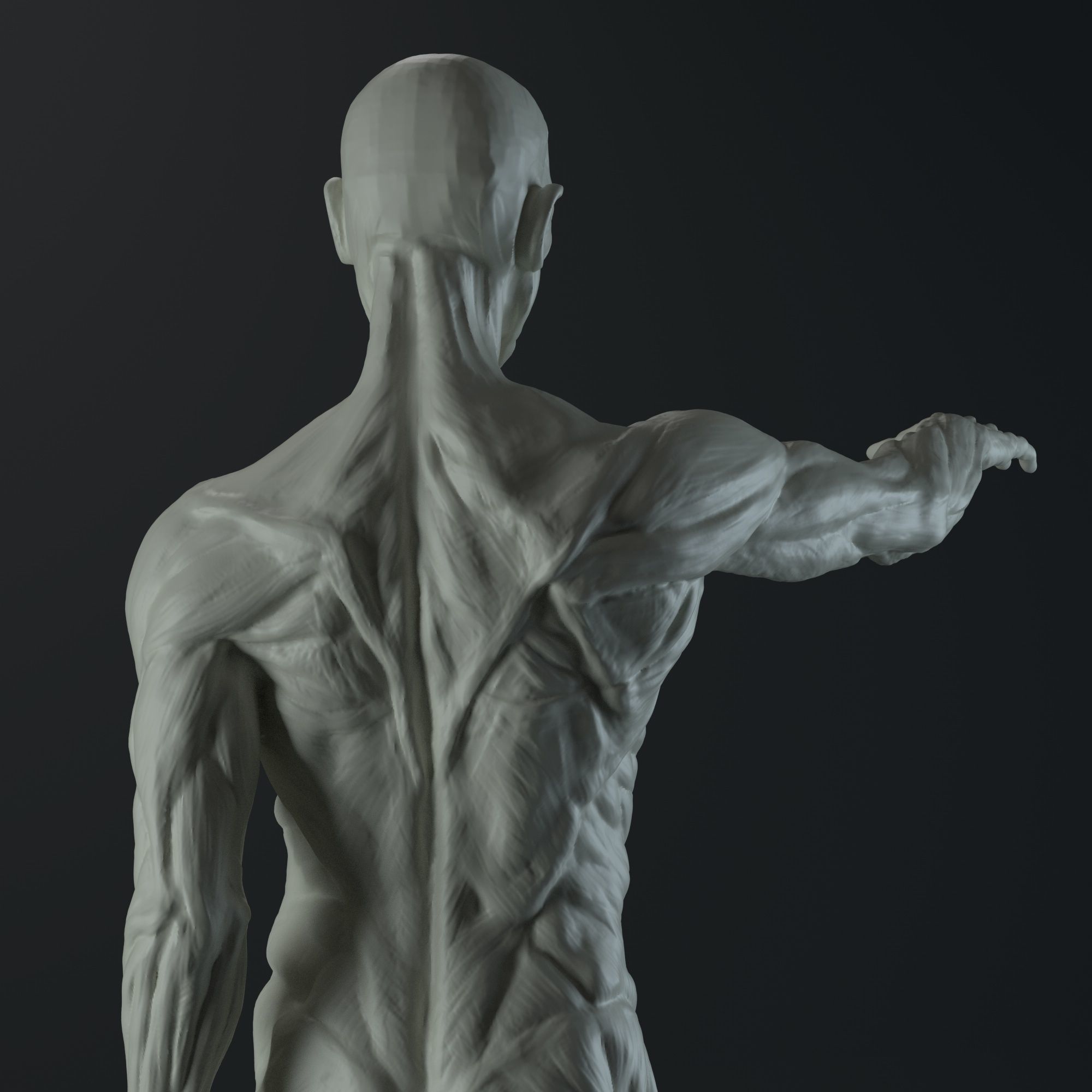 3D Male body anatomy Free 3D model_5