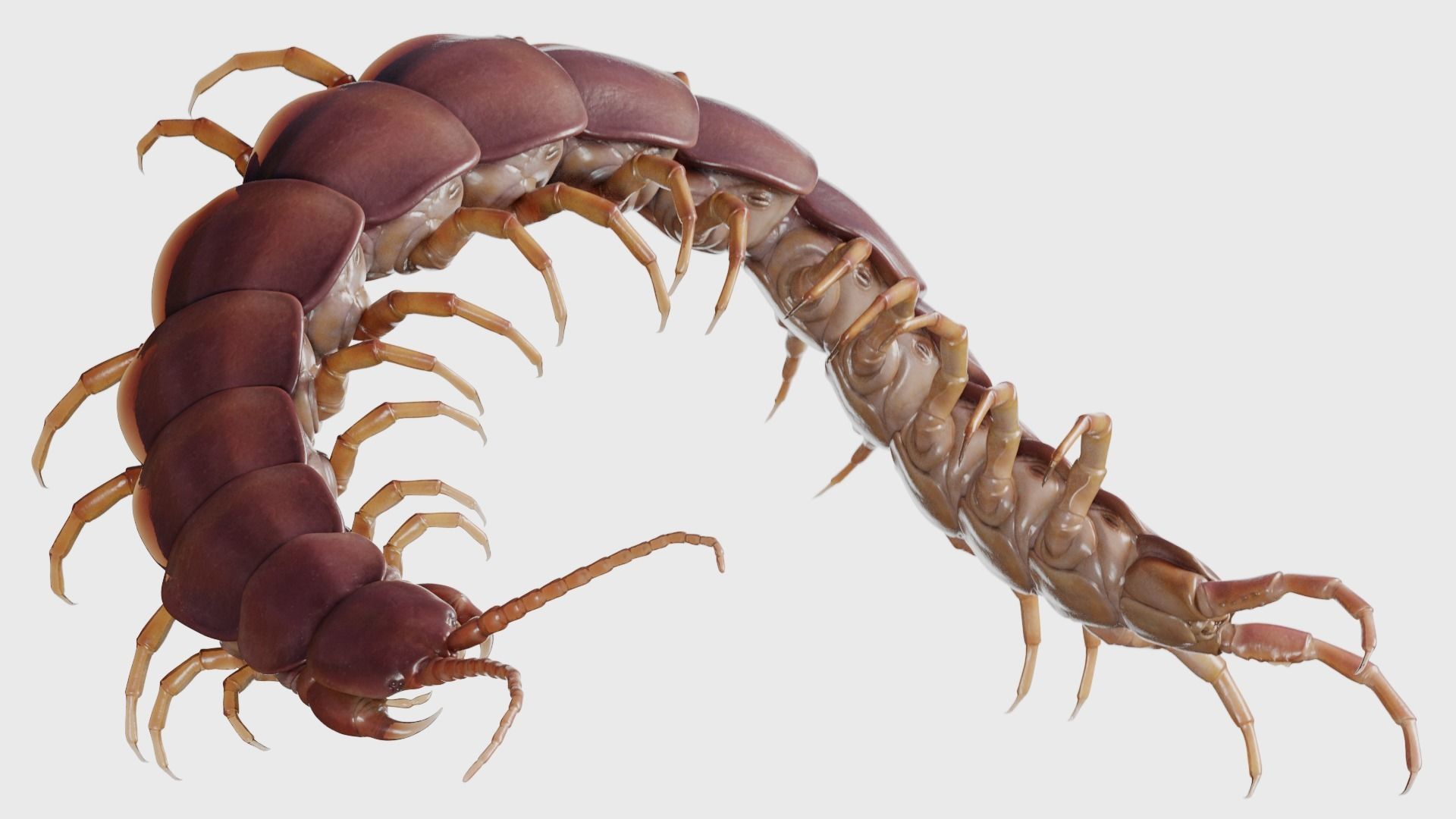 Scolopendra gigantea rigged and animated for Cinema 4d Low-poly 3D model_6