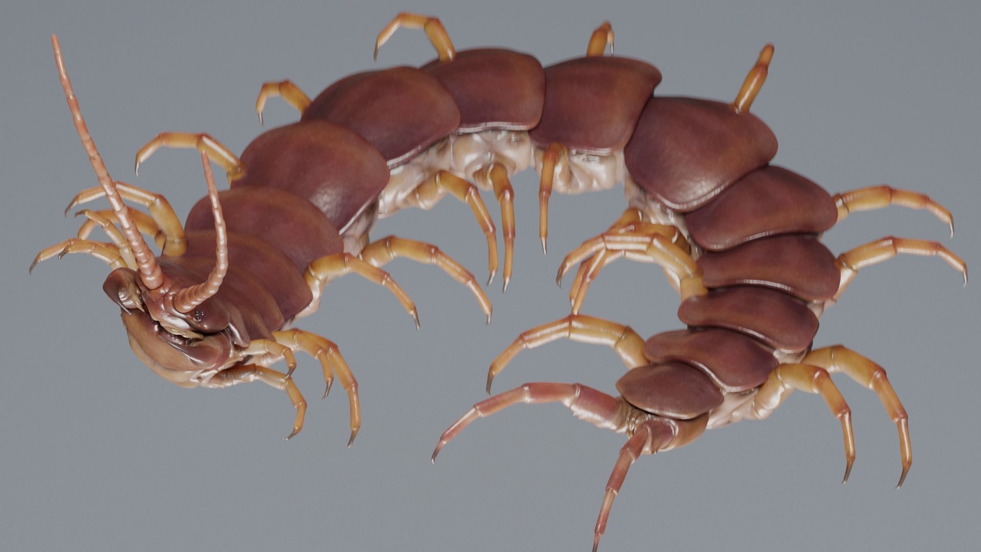 Scolopendra gigantea rigged and animated for Cinema 4d Low-poly 3D model_5
