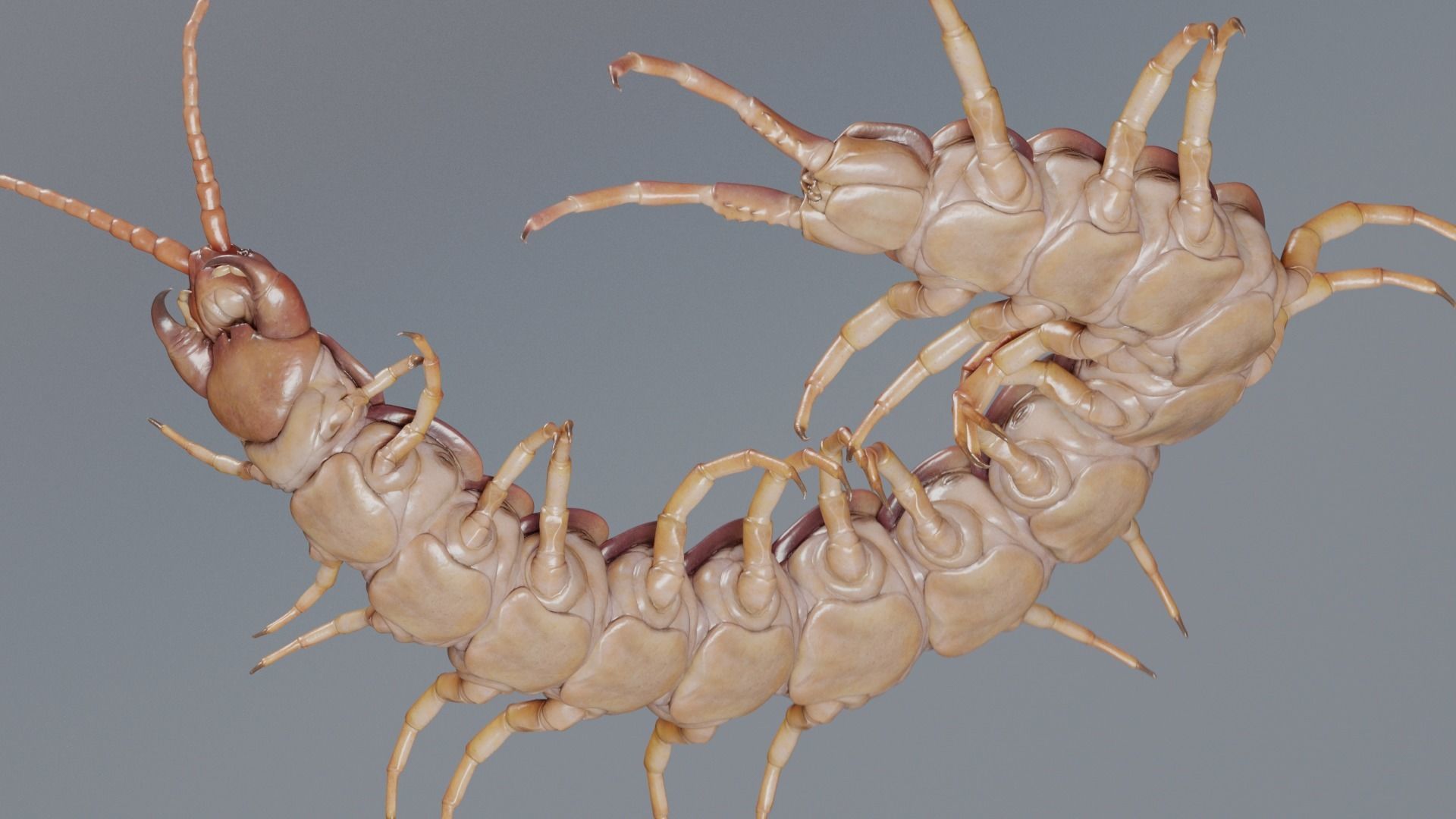 Scolopendra gigantea rigged and animated for Cinema 4d Low-poly 3D model_3