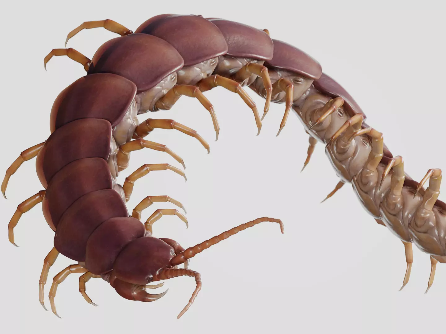 Scolopendra gigantea rigged and animated for Cinema 4d Low-poly 3D model_0