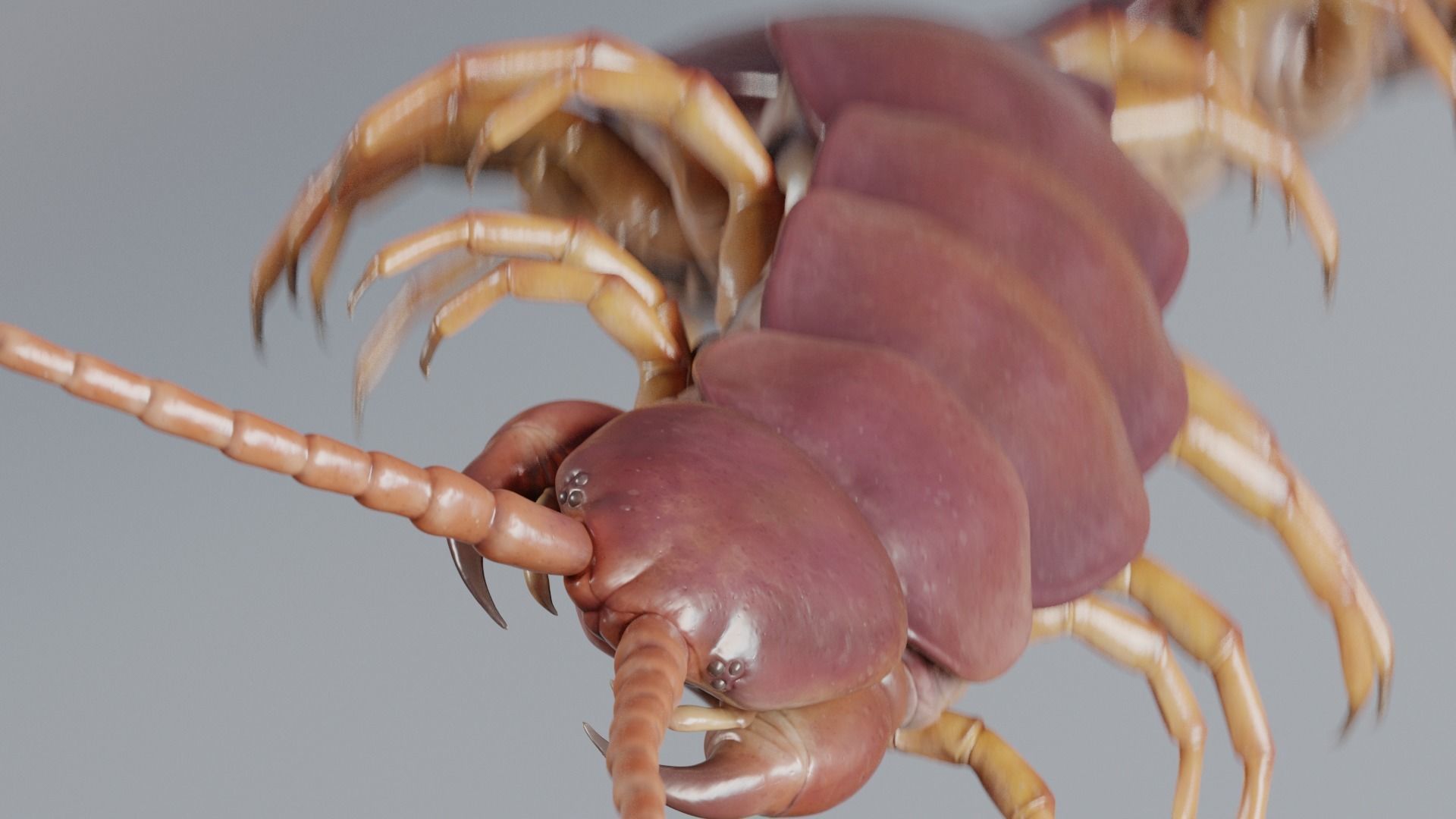 Scolopendra gigantea rigged and animated for Cinema 4d Low-poly 3D model_4