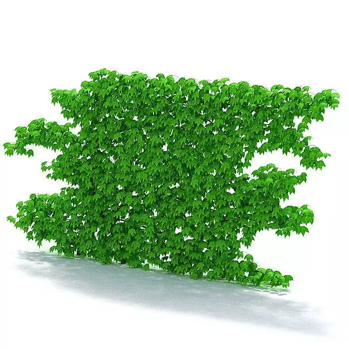 Large Crawling Bush 3D model_0