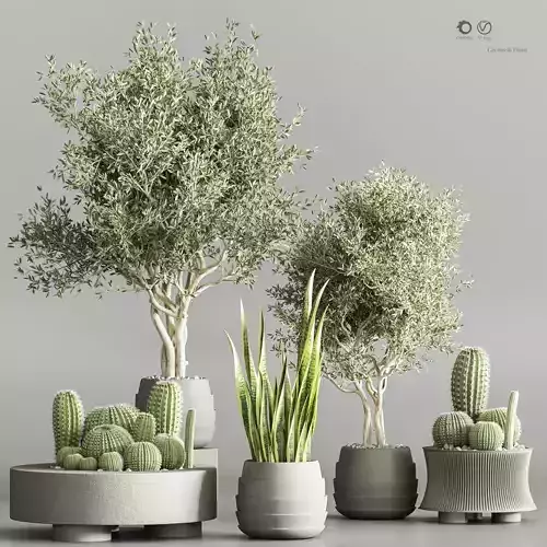 Cactus   Plant vol 02
