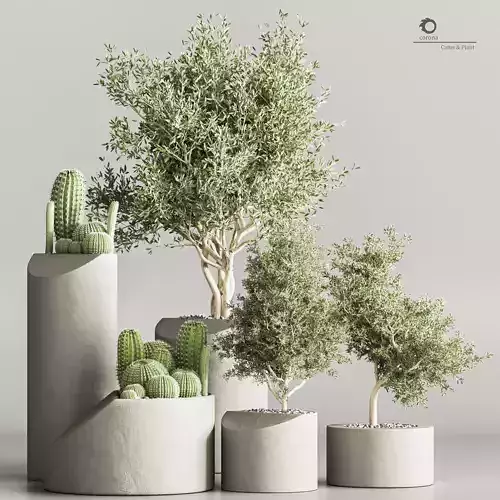  Cactus   Plant vol 03