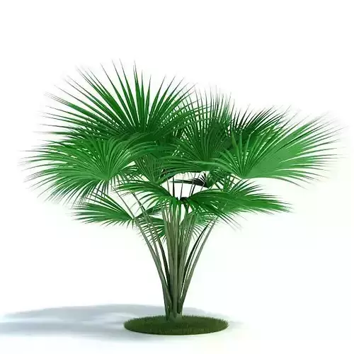 Plant With Big Leafes