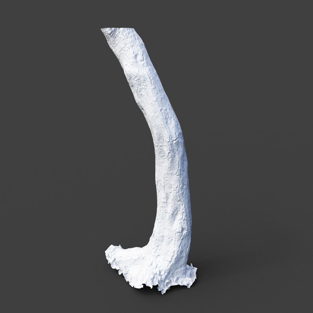 Low poly - High poly Trunk 05 - Photogrammetry Low-poly 3D model_10
