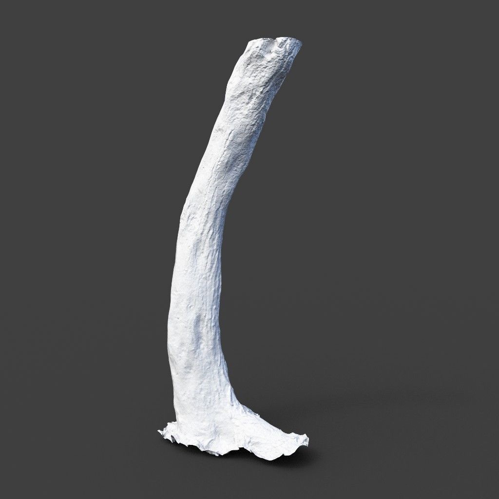 Low poly - High poly Trunk 05 - Photogrammetry Low-poly 3D model_7