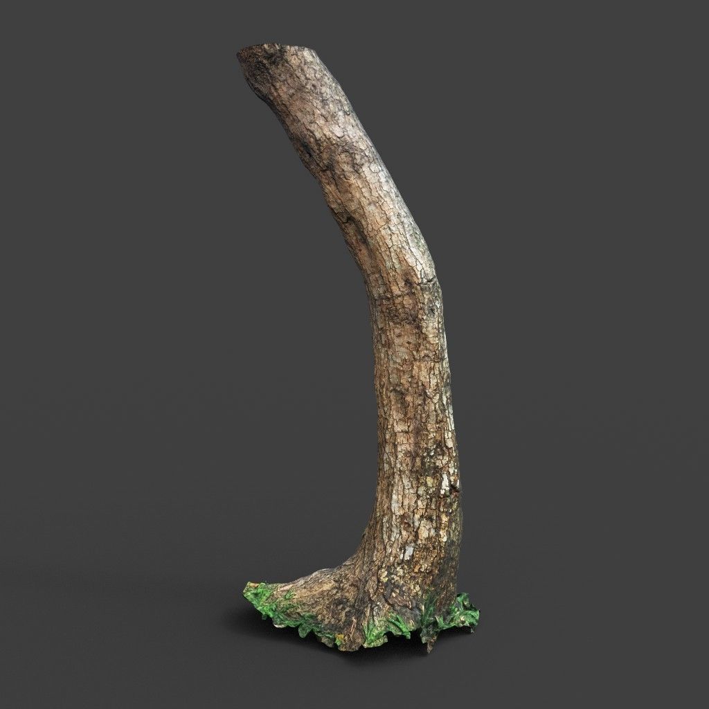 Low poly - High poly Trunk 05 - Photogrammetry Low-poly 3D model_2