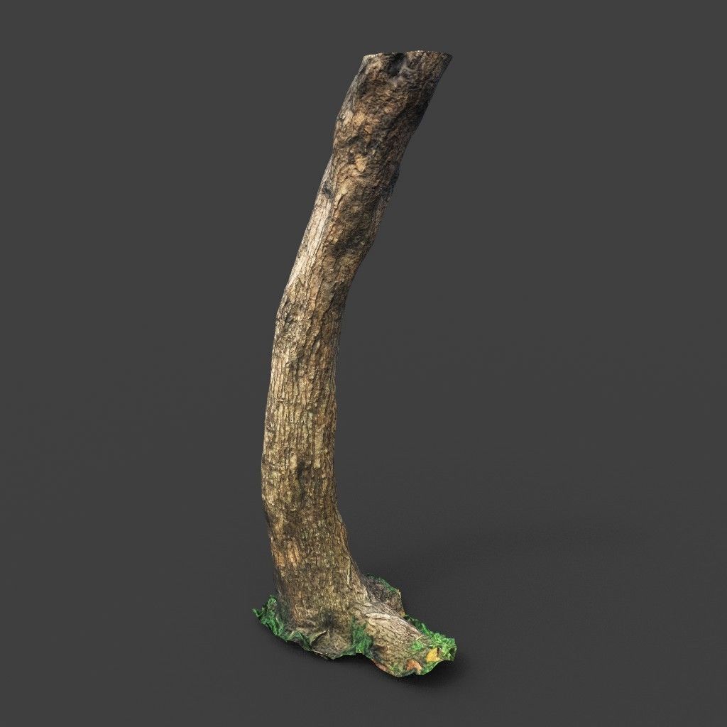 Low poly - High poly Trunk 05 - Photogrammetry Low-poly 3D model_6
