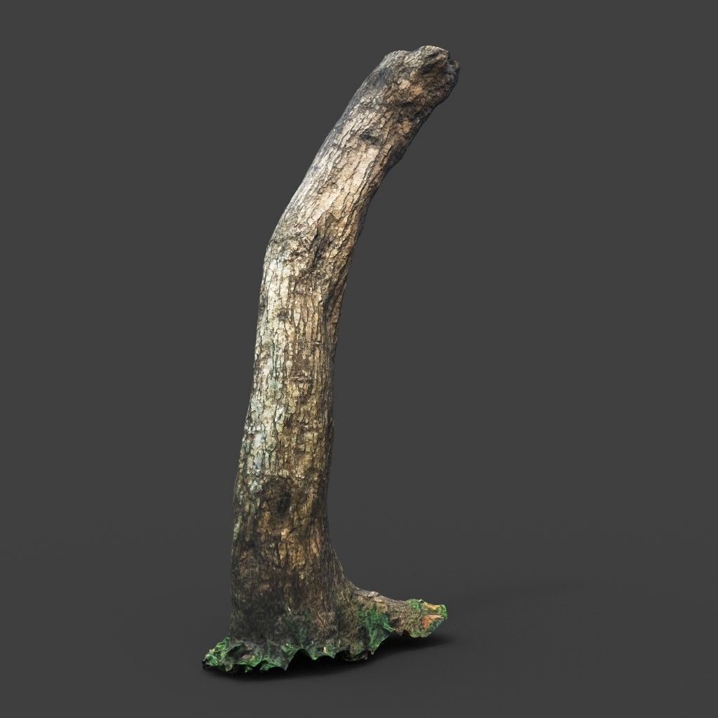 Low poly - High poly Trunk 05 - Photogrammetry Low-poly 3D model_4