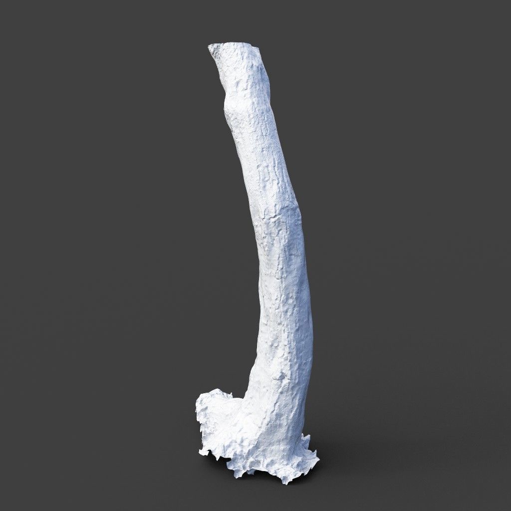 Low poly - High poly Trunk 05 - Photogrammetry Low-poly 3D model_11