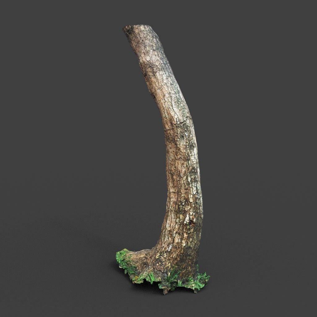 Low poly - High poly Trunk 05 - Photogrammetry Low-poly 3D model_3