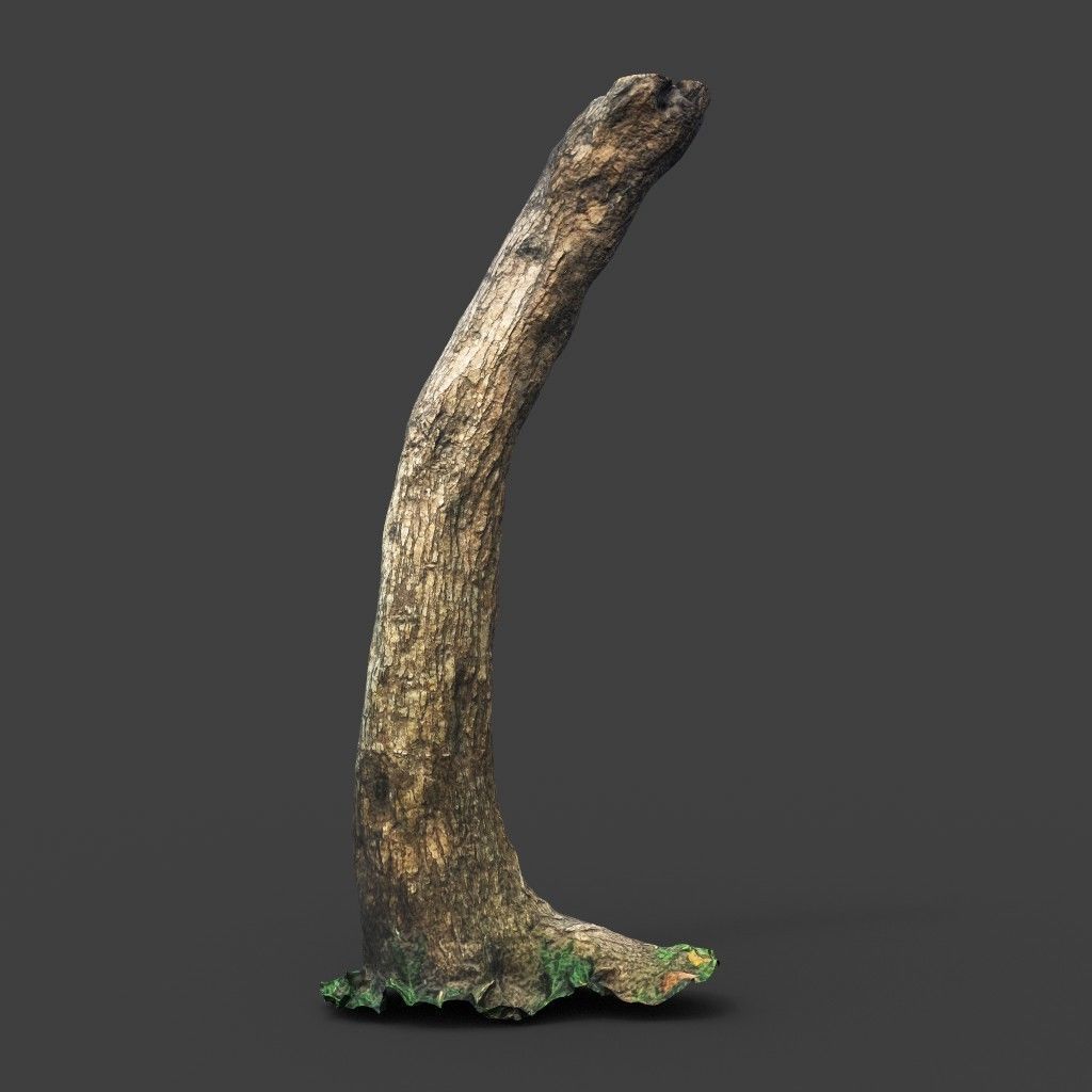 Low poly - High poly Trunk 05 - Photogrammetry Low-poly 3D model_5