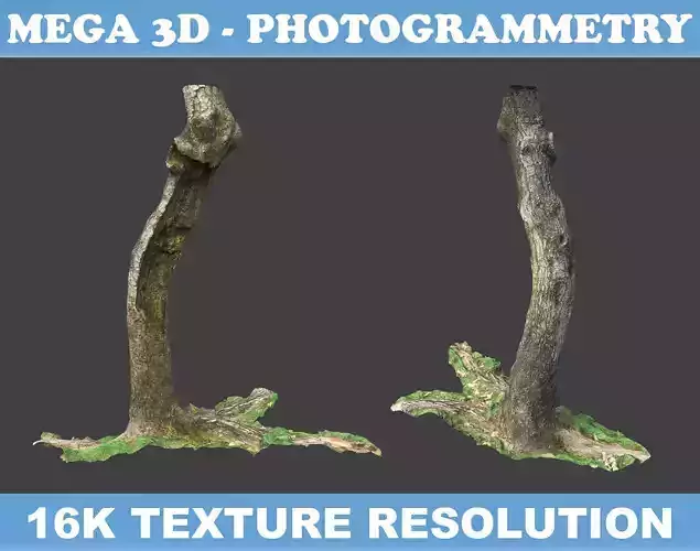 Low poly - High poly Trunk 06 - Photogrammetry
