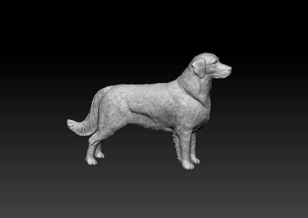 Golden Retriever 3D print model_4