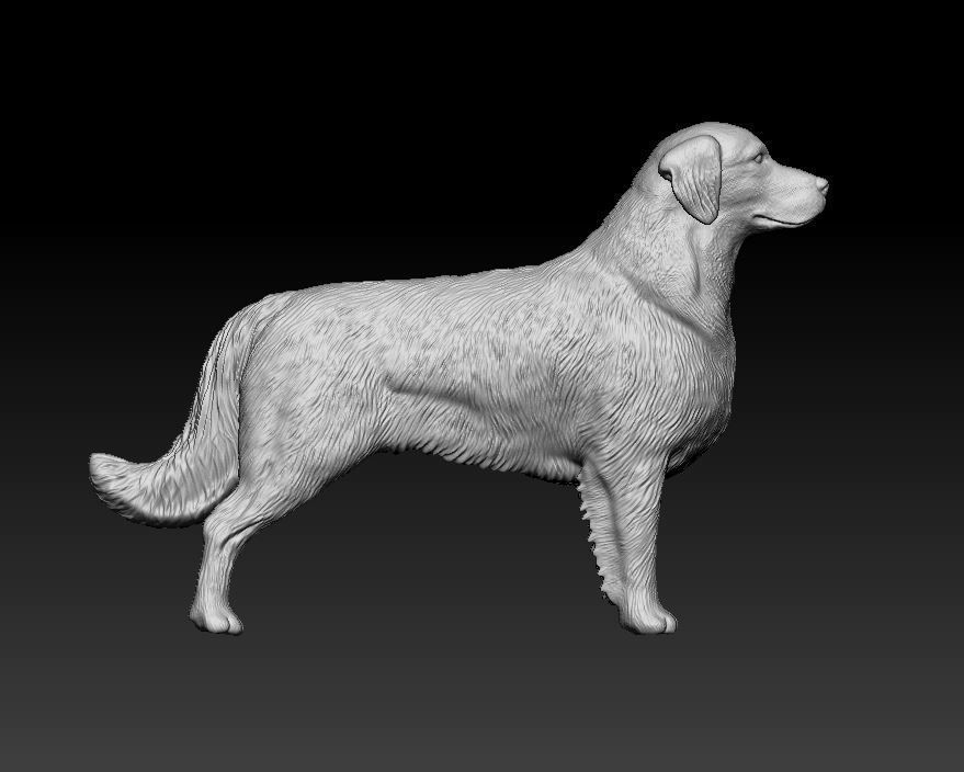 Golden Retriever 3D print model_8
