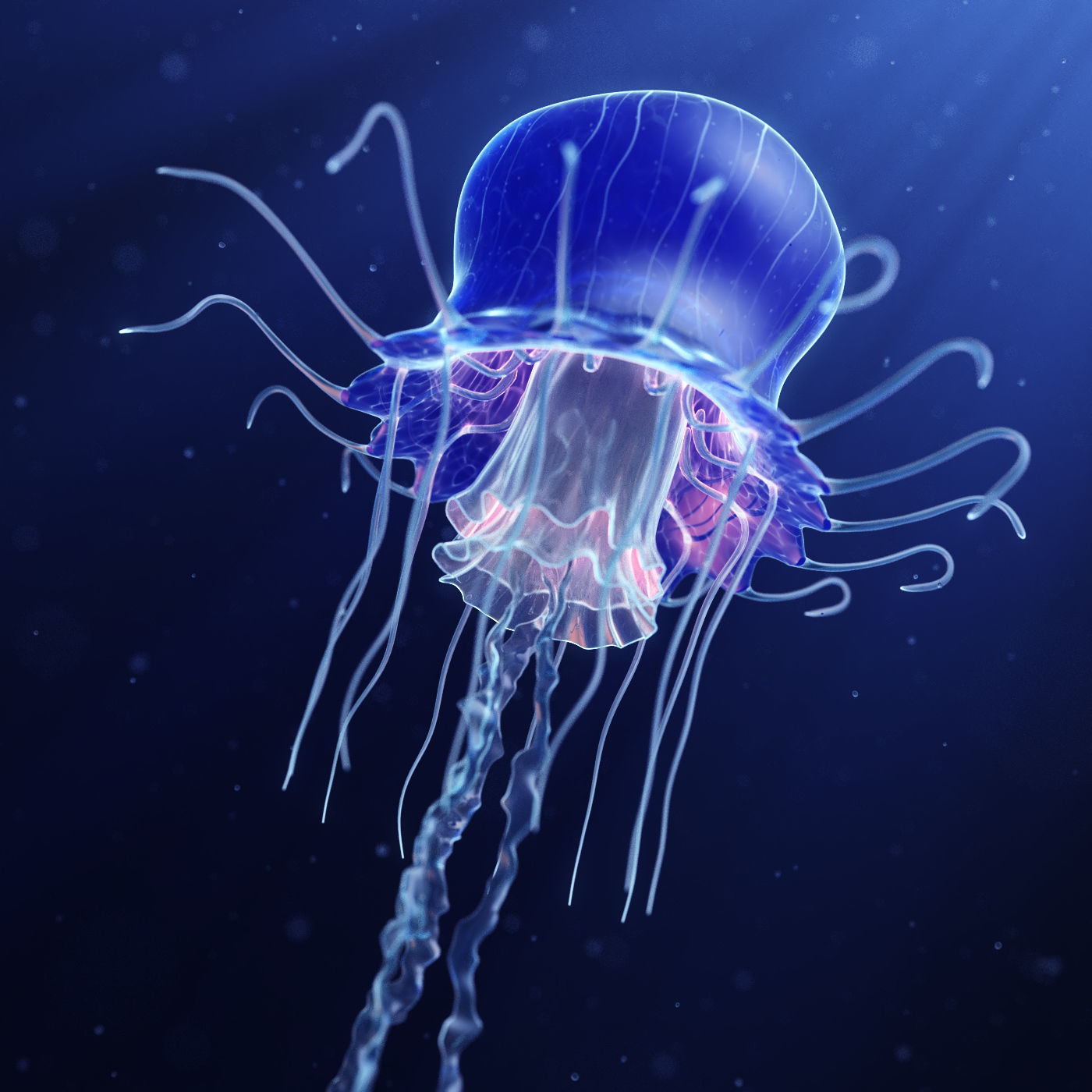 Jellyfish Realistic rigged animated 3D model_4