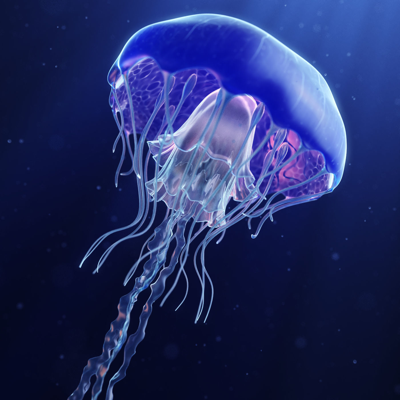 Jellyfish Realistic rigged animated 3D model_6