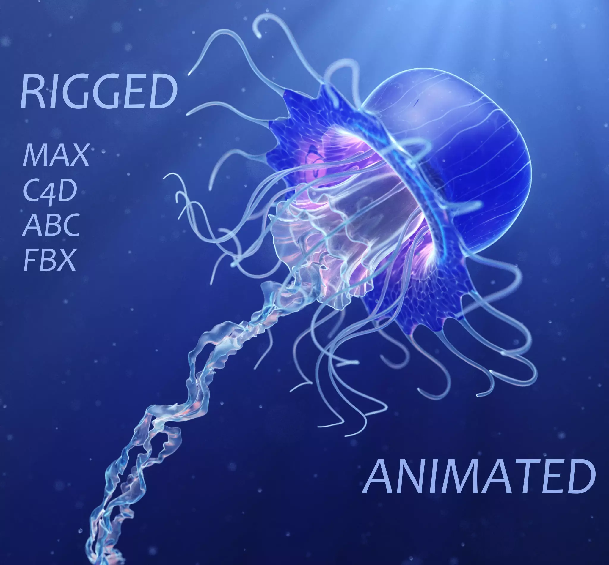 Jellyfish Realistic rigged animated 3D model_0