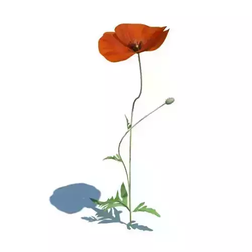Single Orange Flower Poppy