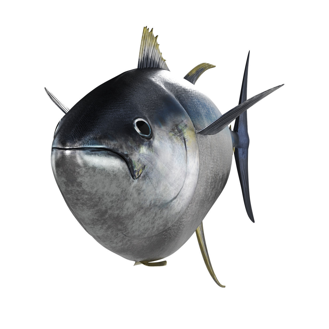 Tuna fish 3D model_3
