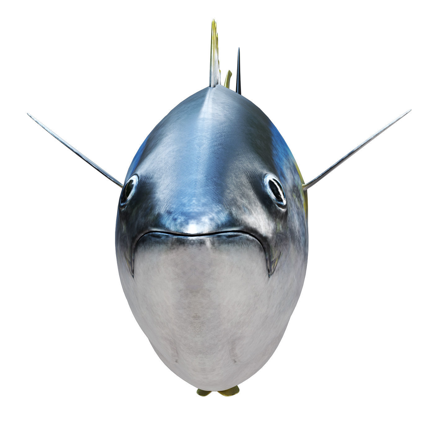 Tuna fish 3D model_2