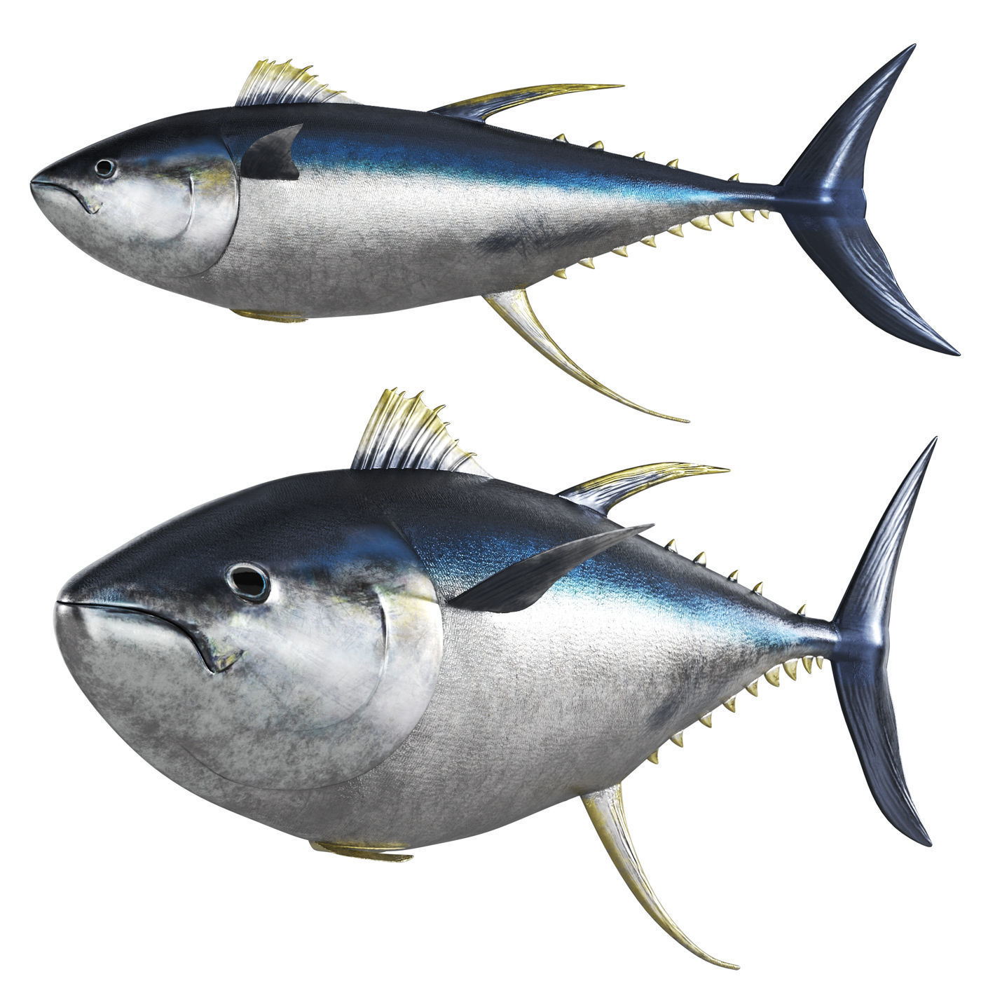 Tuna fish 3D model_1