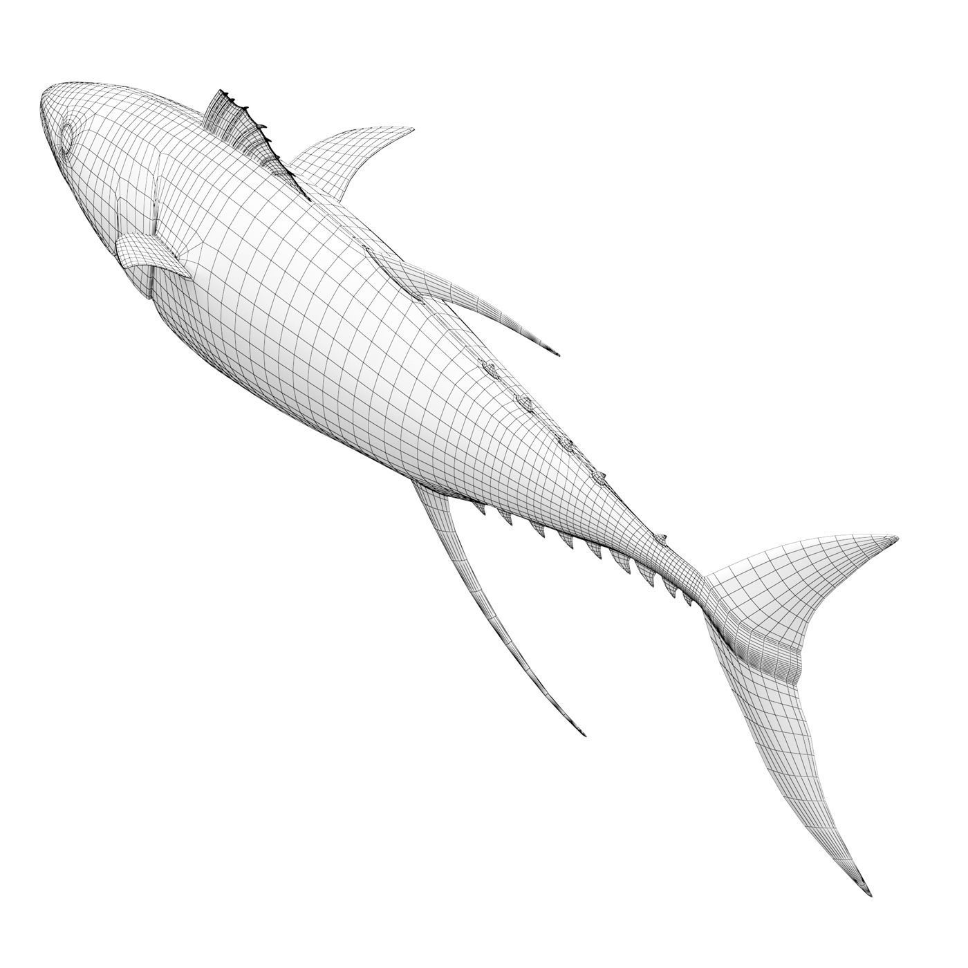 Tuna fish 3D model_9