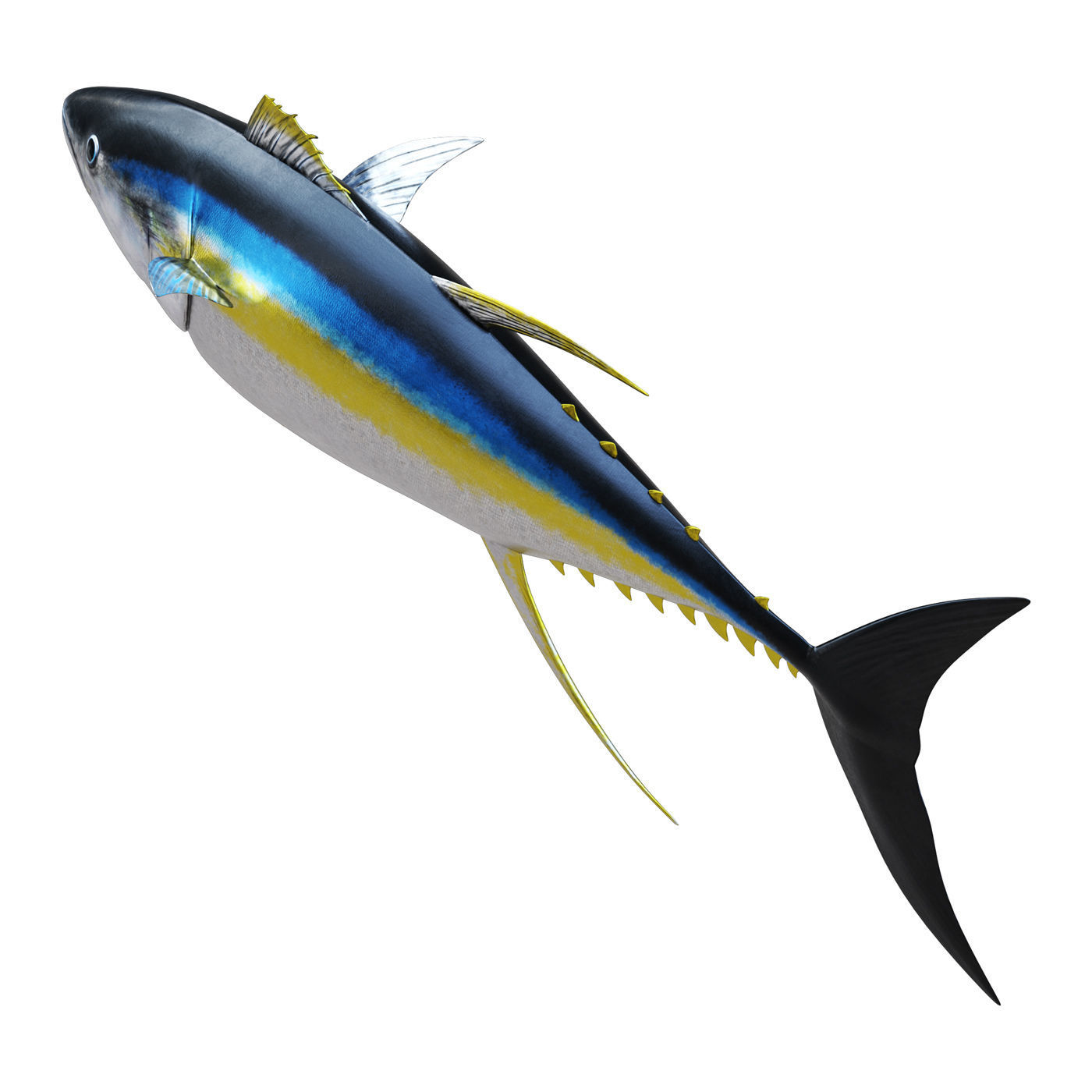 Tuna fish 3D model_4