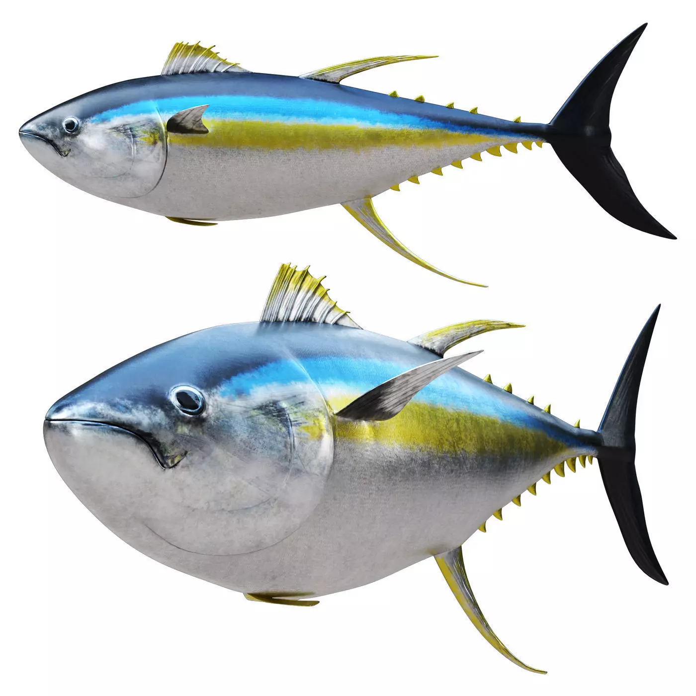 Tuna fish 3D model_0