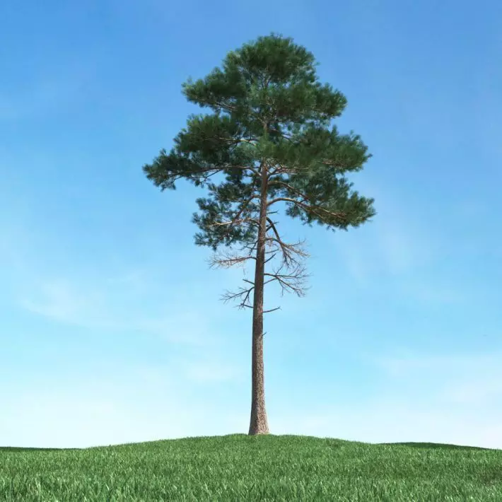 Green Leaved Tree 3D model_0
