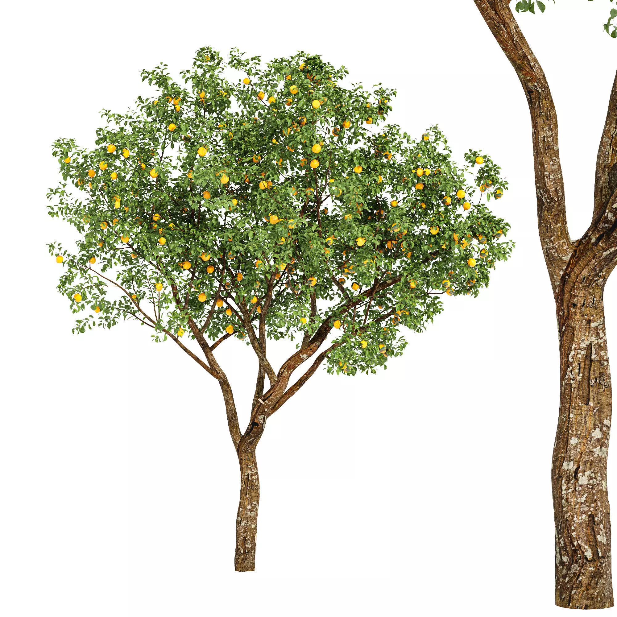 fruit trees-orange 3D model_0