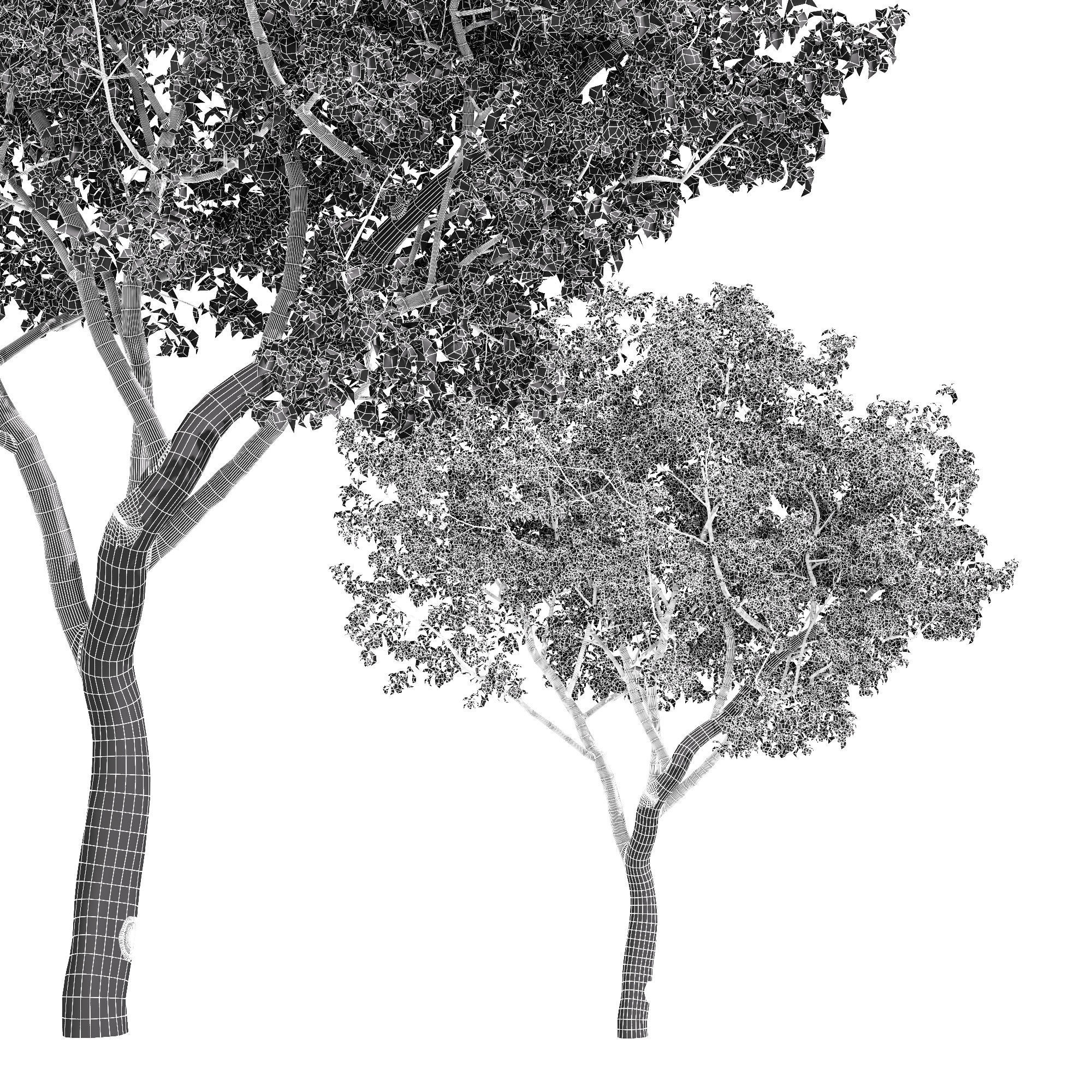 fruit trees-orange 3D model_2
