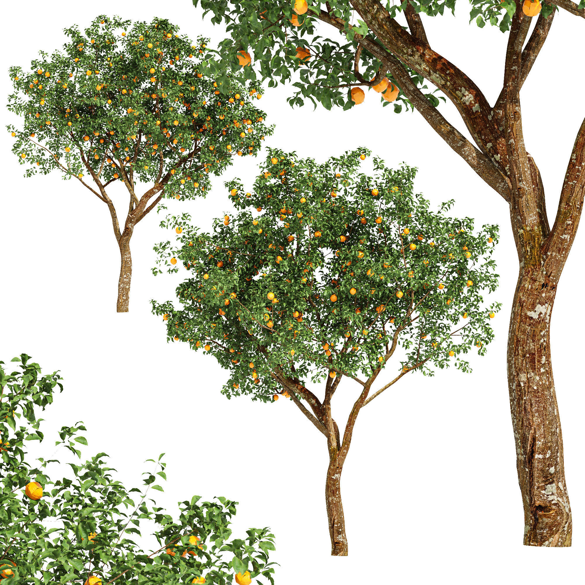 fruit trees-orange 3D model_1