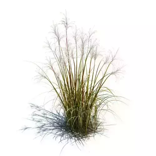 Tall Grass For Landscape