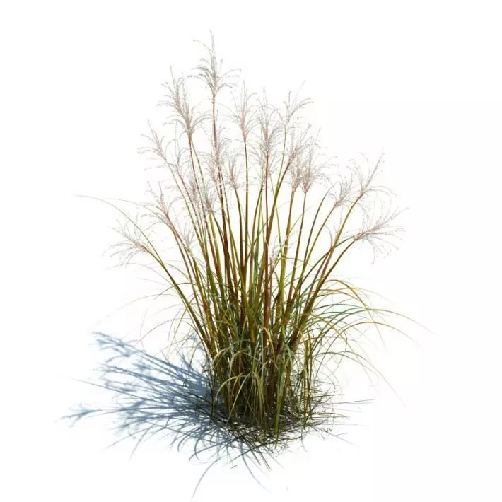 Tall Grass For Landscape 3D model_0