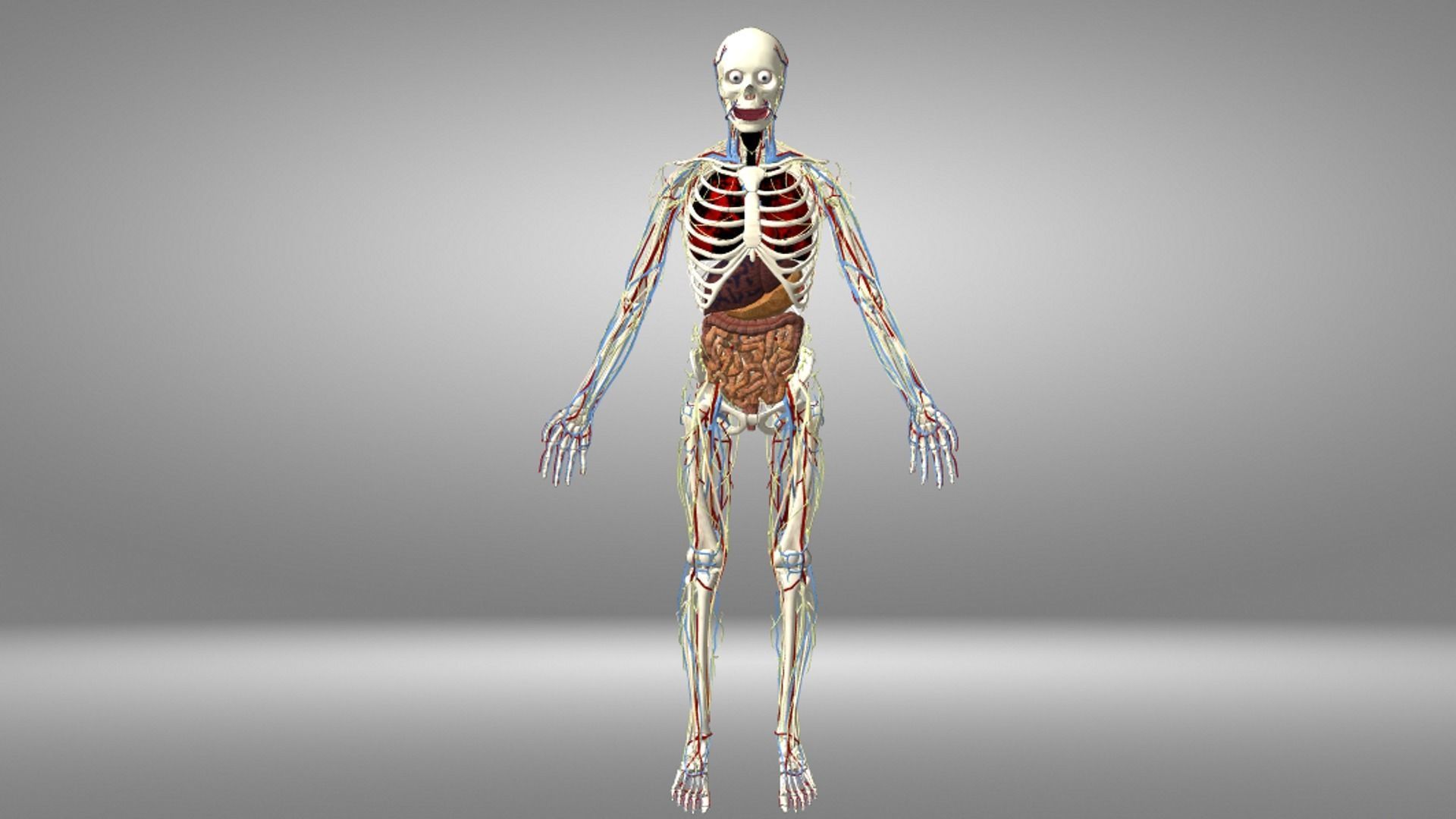 Human Anatomy Low-poly 3D model_6