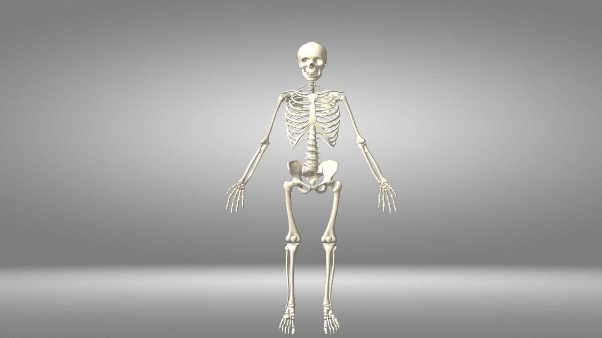 Human Anatomy Low-poly 3D model_7