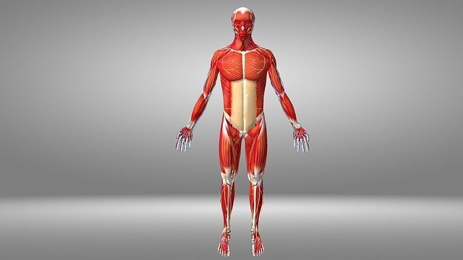 Human Anatomy Low-poly 3D model